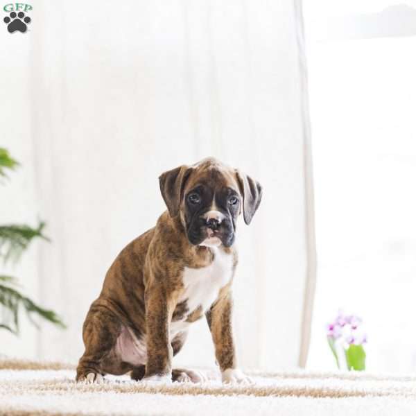 Paws, Boxer Puppy